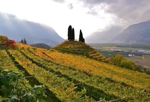 Immagine con alberi, panorama, vigneto, cipressi, collina, nuvole, foglie, campagna, colline, verde, paesaggio, viti