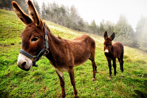 Immagine con asini, prato, orecchie, montagna, verde, animali, due, nebbia, erba, alberi, asino
