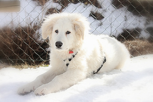 Immagine con cane, bianco, rete, neve, muso, pelo, orecchie, inverno