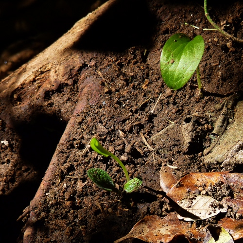 Immagine con foglie, terra, verde, marrone, germogli, radici, secche, piante, piantina