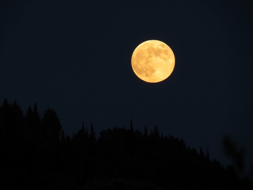 Immagine con luna, notte, piena, giallo, gialla, blu, cielo, alberi, bosco