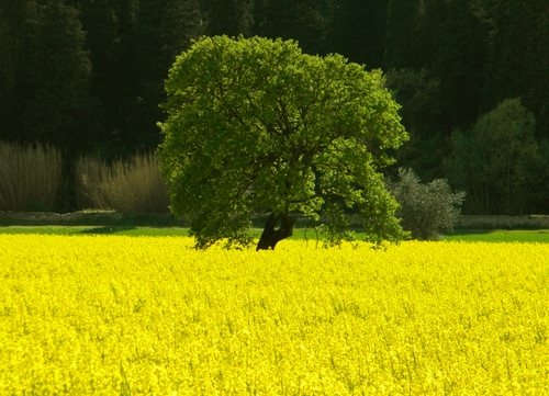 Immagine con albero, verde, giallo, prato, fiori, primavera, campagna, bicolore