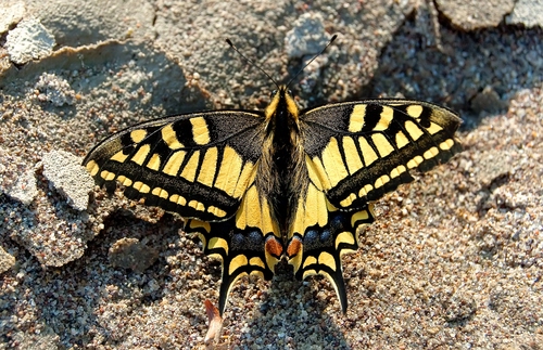 Immagine con farfalla, ali, giallo, nero, antenne, insetto, colori, simmetria, natura, lepidottero, sabbia