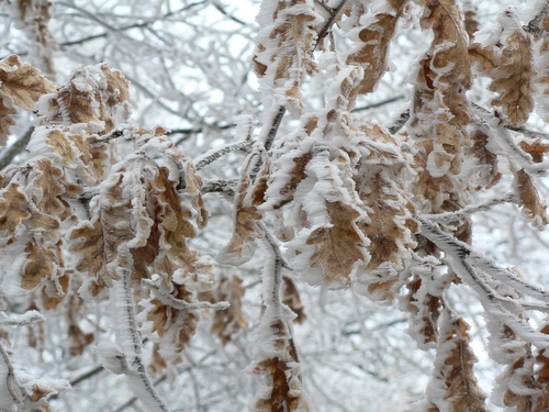 Immagine con foglie, neve, inverno, rami, ghiaccio, bianco, freddo, gelo, brina