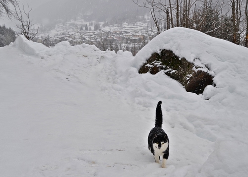 Immagine con neve, gatto, inverno, bianco, nero, montagna, paese, paesaggio, rami, animale