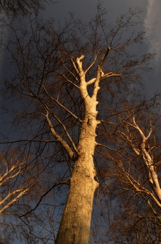 Immagine con rami, cielo, tronco, albero, alberi, spoglio, spogli, autunno, prospettiva, alto