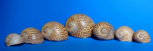 Immagine con conchiglie, sette, spirali, azzurro, blu, spirale