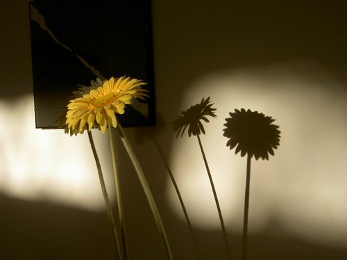 Immagine con giallo, ombre, fiori, petali, fiore, quadro, ombra, gambo, gambi, steli, parete, tre, stelo