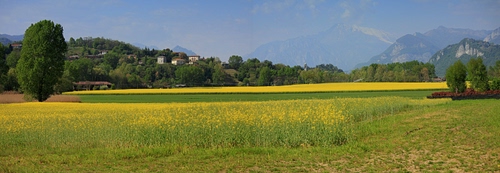Immagine con giallo, alberi, prato, panorama, campi, montagne, verde, fiori, campo, erba, paesaggio, albero, colza