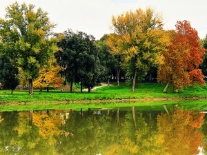 autunno, alberi, acqua, lago, riflesso, riflessi, parco, verde
