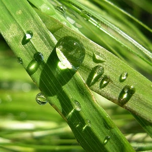 gocce, verde, foglie, acqua, erba, rugiada, macro, riflessi